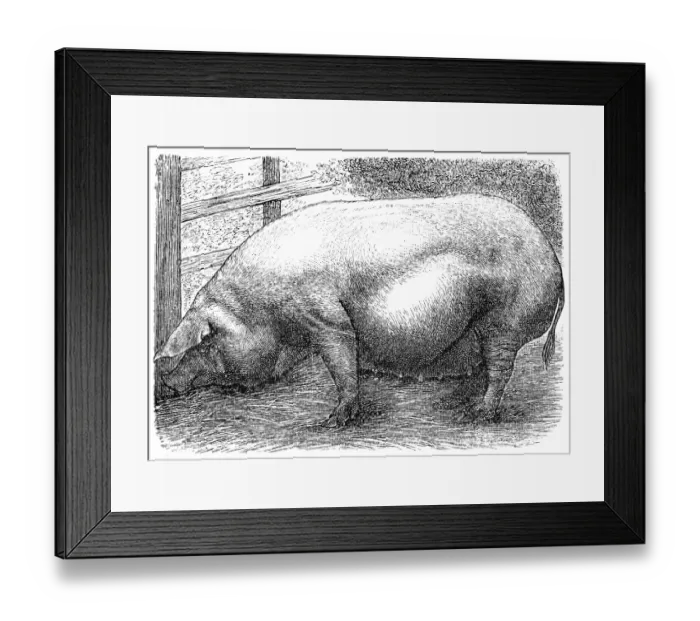 Framed Print : Meissner pig Framed Print : Meissner pig