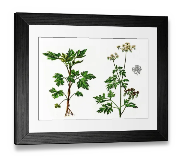 Framed Print : Parsley or garden parsley (Petroselinum crispum)