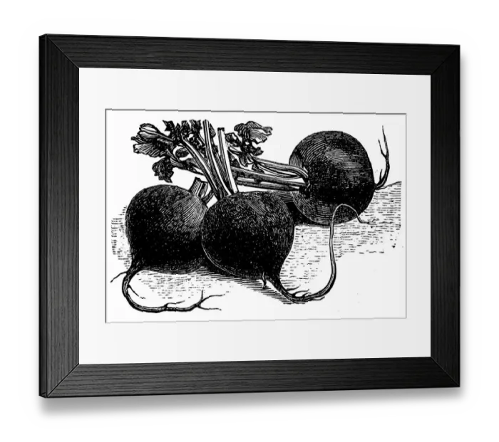Framed Print : Black winter radish Framed Print : Black winter radish