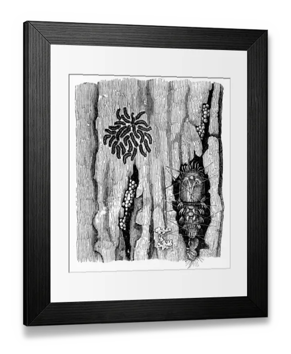 Framed Print : Eggs, young caterpillars and larva Framed Print : Eggs, young caterpillars and larva