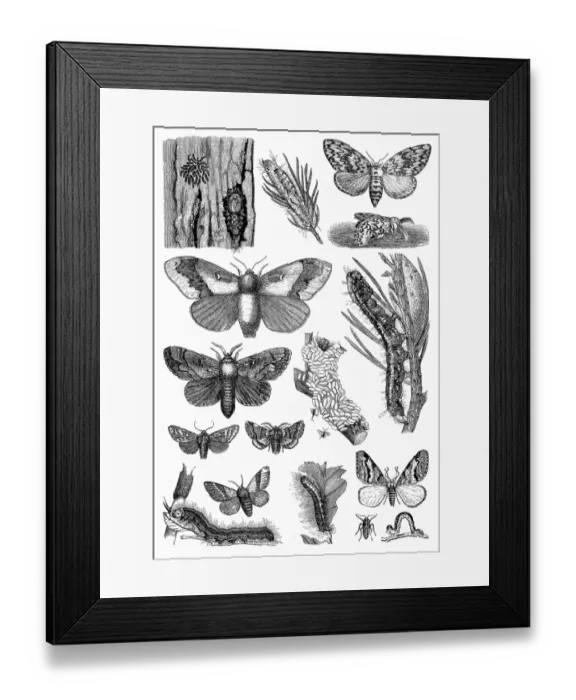 Framed Print : Harmful forest insects Framed Print : Harmful forest insects
