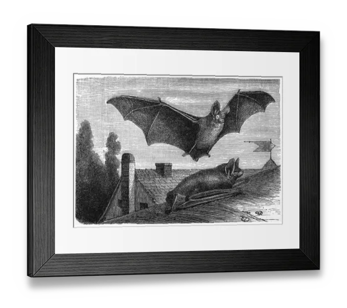 Framed Print : Parti-coloured bat or rearmouse (Vespertilio murinus) Framed Print : Parti-coloured bat or rearmouse (Vespertilio murinus)