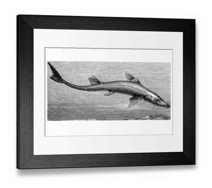 Framed Print : Dogfish (Spinax acanthias) Framed Print : Dogfish (Spinax acanthias)