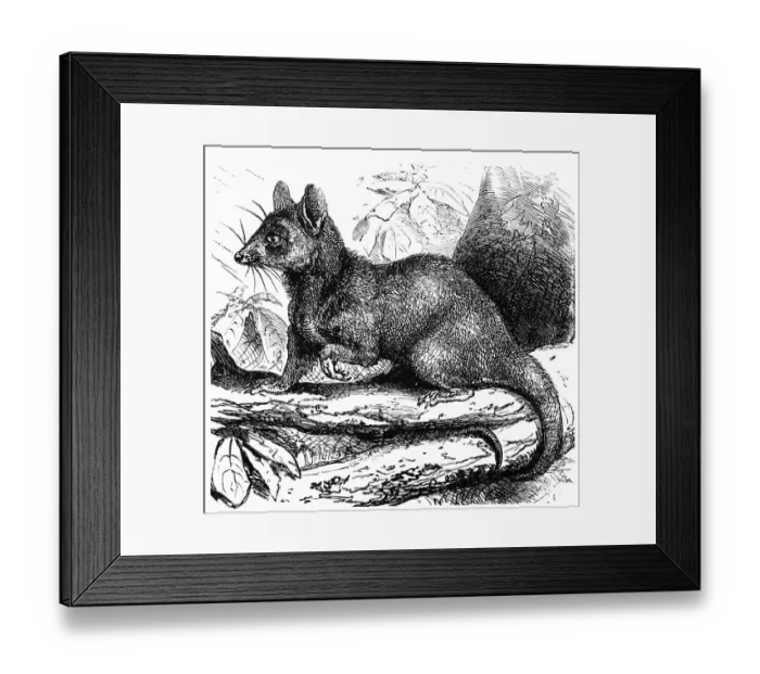 Framed Print : Grey opossum (Didelphys cinerea) Framed Print : Grey opossum (Didelphys cinerea)