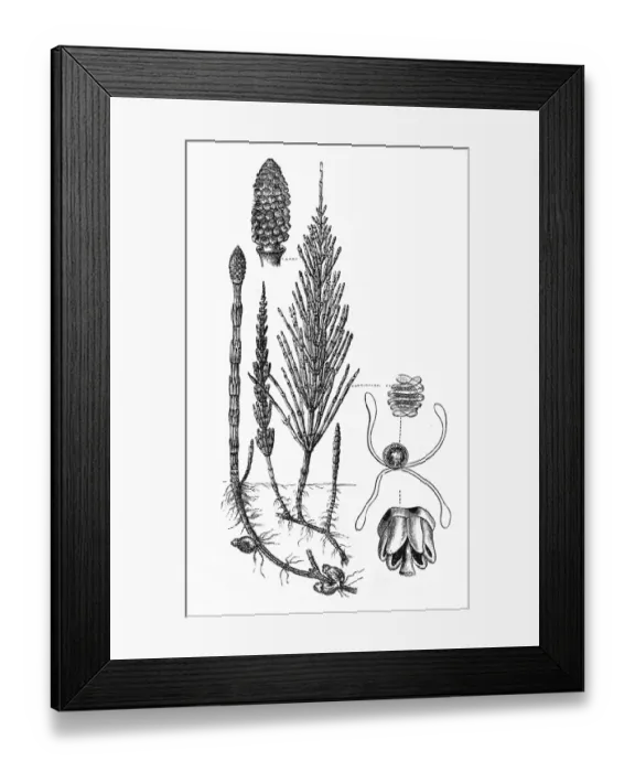 Framed Print : Horsetail plant (Equisetum Sylvaticum) Framed Print : Horsetail plant (Equisetum Sylvaticum)