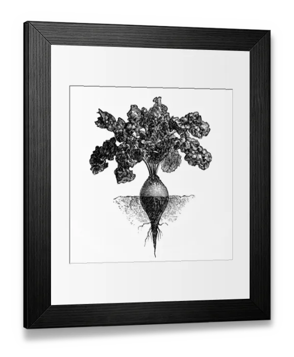 Framed Print : beetroot. Antique illustration of beetroot Framed Print : beetroot. Antique illustration of beetroot