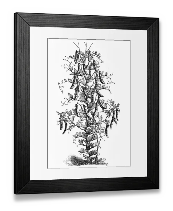Framed Print : Pea plant. Antique illustration of a Pea plant Framed Print : Pea plant. Antique illustration of a Pea plant
