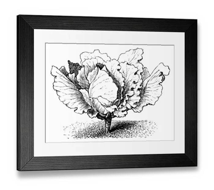 Framed Print : Cabbage. Antique illustration of a Cabbage Framed Print : Cabbage. Antique illustration of a Cabbage