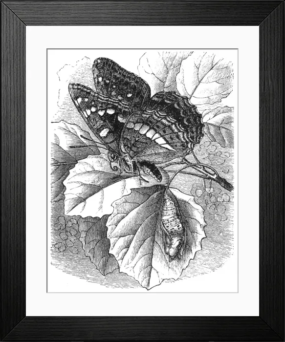 Framed Print : Red Admiral or Vanessa atalanta, showing development