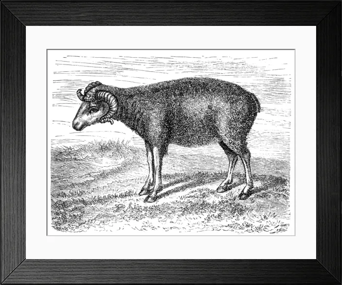 Framed Print : Merino ship