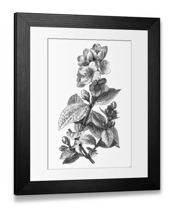 Framed Print : Orange Jessamine or Mock Orange Flowers Framed Print : Orange Jessamine or Mock Orange Flowers