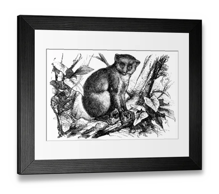 Framed Print : Calabar angwantibo (Arctocebus calabarensis) Framed Print : Calabar angwantibo (Arctocebus calabarensis)
