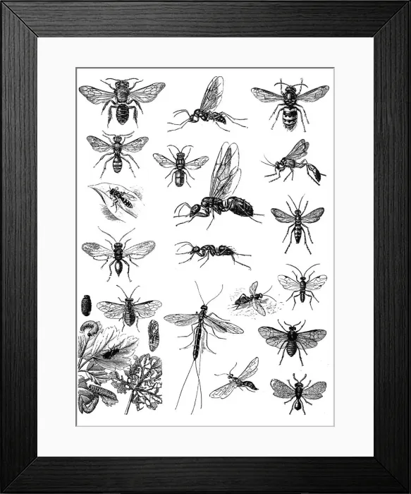 Framed Print : Insects. Antique illustration of Insects Framed Print : Insects. Antique illustration of Insects