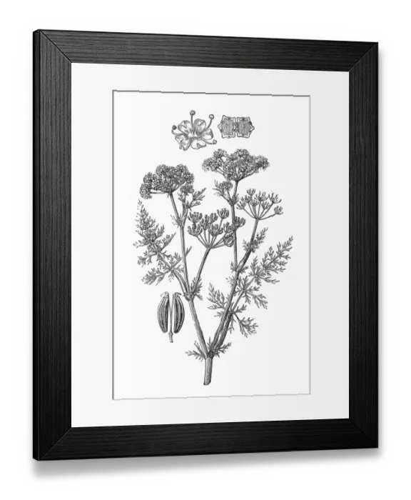 Framed Print : Caraway (Carum carvi) Framed Print : Caraway (Carum carvi)