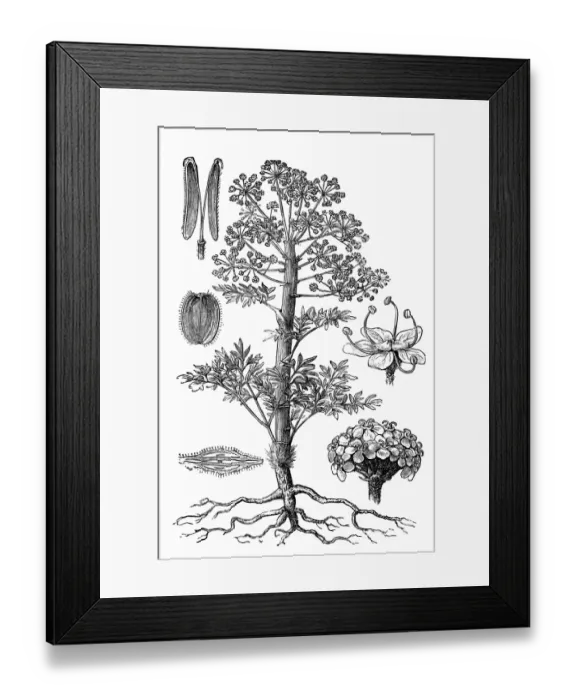 Framed Print : Ferula scorodosma Framed Print : Ferula scorodosma