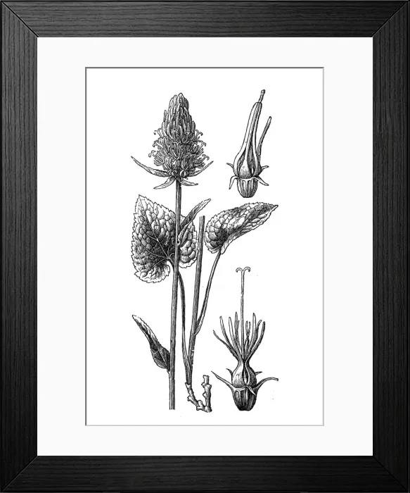 Framed Print : Spiked rampion (Phyteuma spicatum) Framed Print : Spiked rampion (Phyteuma spicatum)