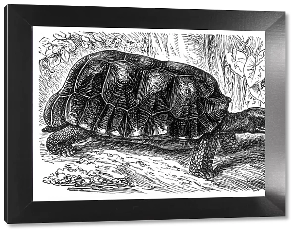 The yellow-footed tortoise (Chelonoidis denticulata)