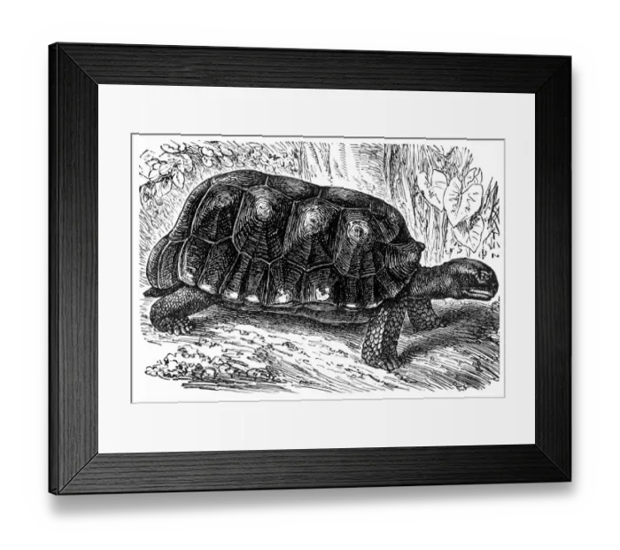 Framed Print : The yellow-footed tortoise (Chelonoidis denticulata)