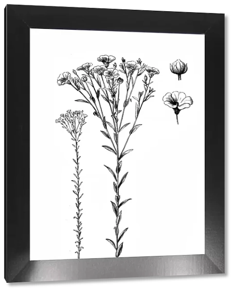 Linum usitatissimum (common flax or linseed)