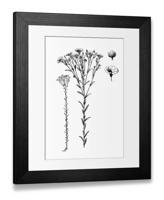 Framed Print : Linum usitatissimum (common flax or linseed) Framed Print : Linum usitatissimum (common flax or linseed)