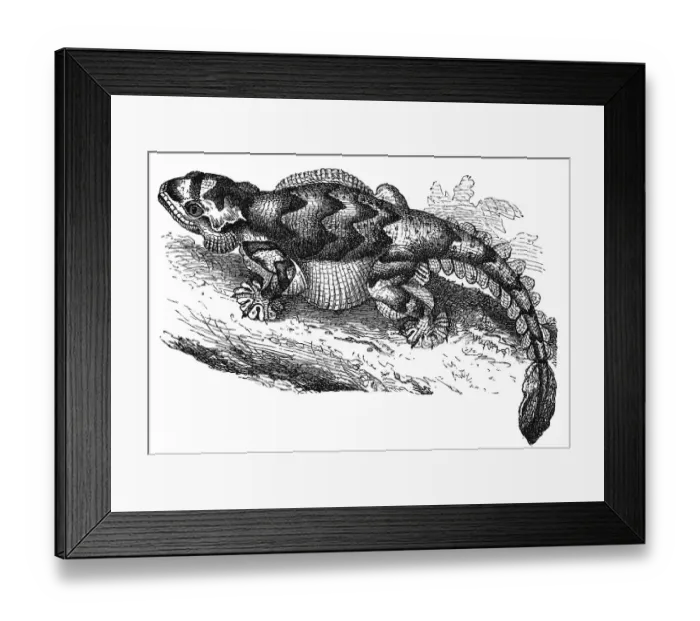 Framed Print : Kuhls Flying Gecko (Ptychozoon kuhli) Framed Print : Kuhls Flying Gecko (Ptychozoon kuhli)
