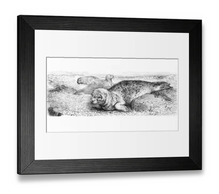 Framed Print : Seal (Phoca Vitulina)