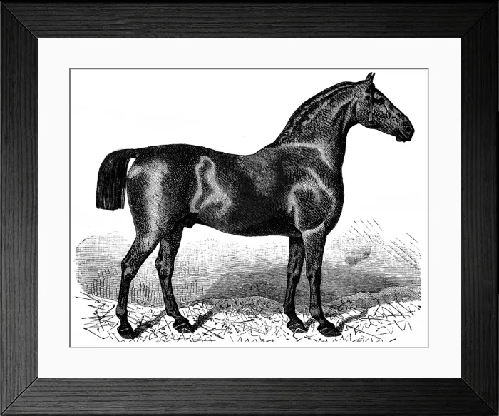 Framed Print : Black Oldenburg stallion Framed Print : Black Oldenburg stallion