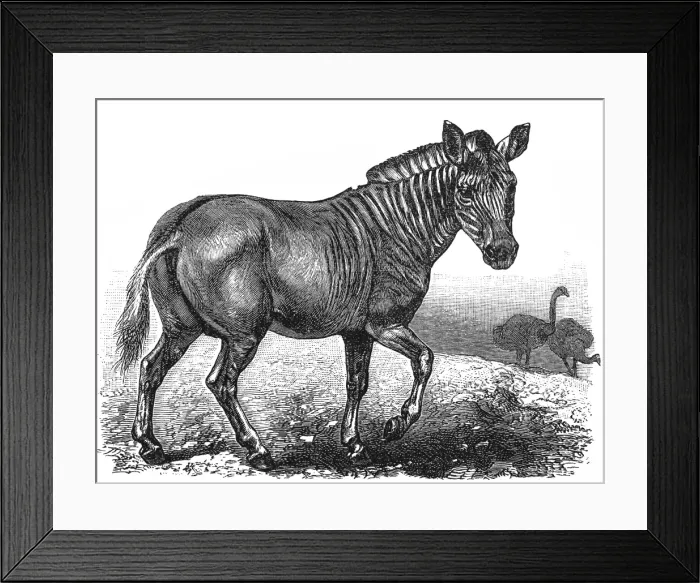 Framed Print : Plains zebra (Equus quagga) Framed Print : Plains zebra (Equus quagga)