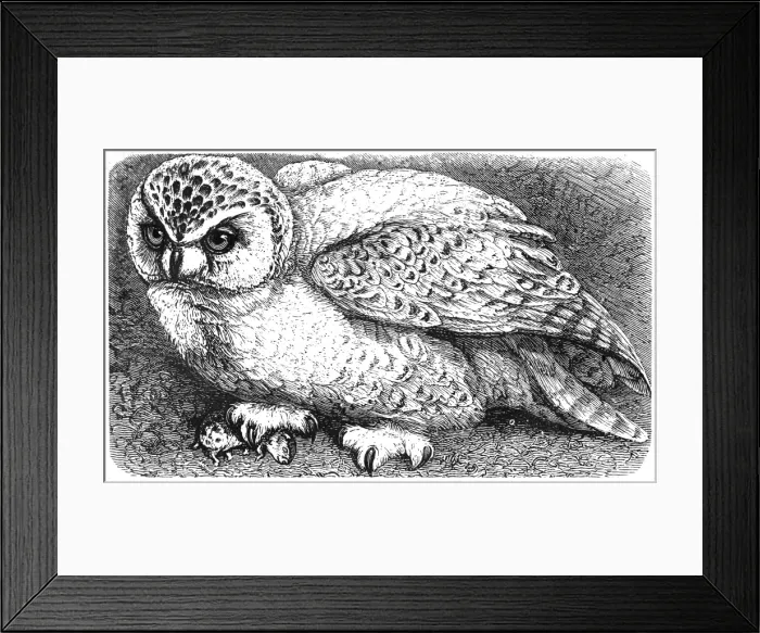 Framed Print : Snowy owl (Bubo scandiacus) Framed Print : Snowy owl (Bubo scandiacus)