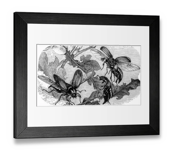 Framed Print : Cockchafe (Melolontha vulgaris)