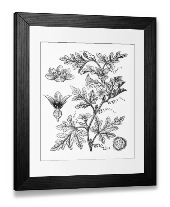 Framed Print : Bitter apple (Citrullus colocynthis) Framed Print : Bitter apple (Citrullus colocynthis)