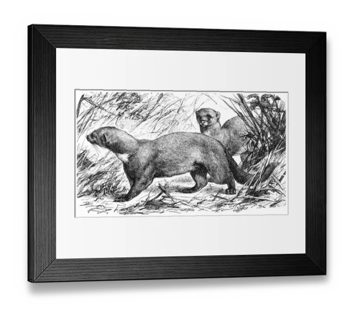 Framed Print : Tayra (Galictis barbara) Framed Print : Tayra (Galictis barbara)