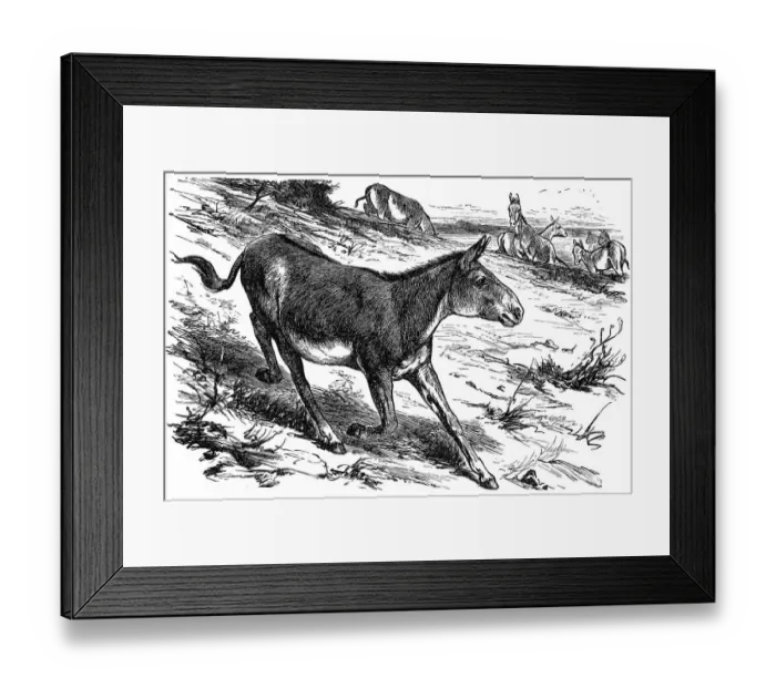 Framed Print : Donkey or Ass (equus hemionus) Framed Print : Donkey or Ass (equus hemionus)