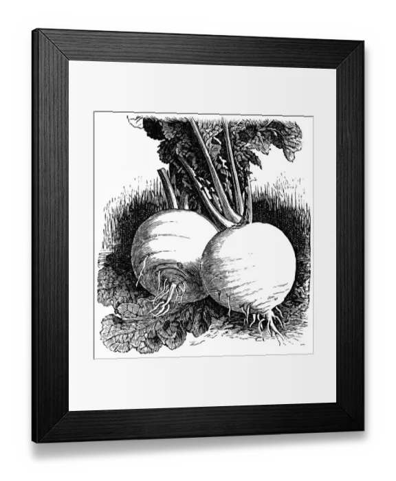 Framed Print : Turnip Snowball Framed Print : Turnip Snowball