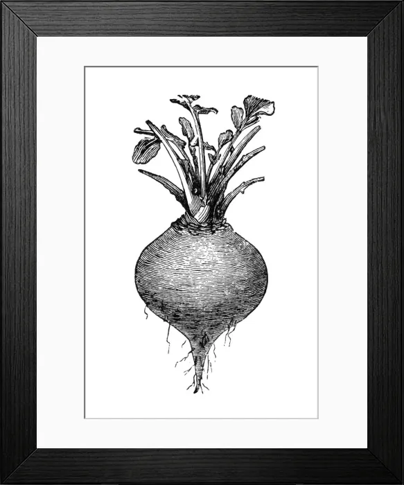 Framed Print : Swedish Turnip Framed Print : Swedish Turnip