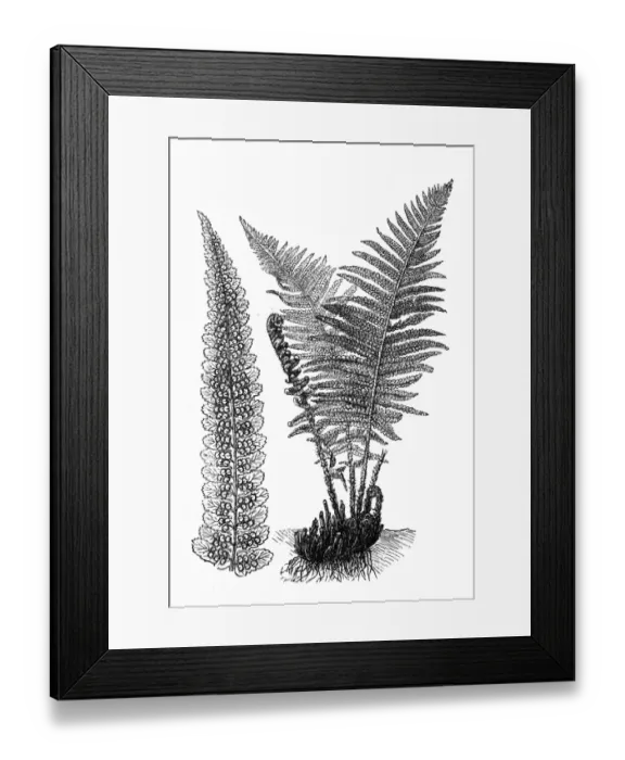 Framed Print : Common fern (Dryopteris filix-mas) Framed Print : Common fern (Dryopteris filix-mas)