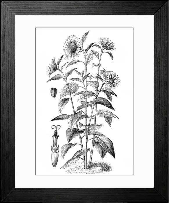 Framed Print : Sunflower. Antique illustration of Sunflower (Helianthus annuus) Framed Print : Sunflower. Antique illustration of Sunflower (Helianthus annuus)