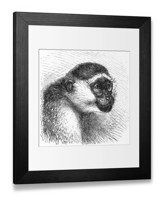 Framed Print : Green monkey (Cercopithecus sabaeus) Framed Print : Green monkey (Cercopithecus sabaeus)