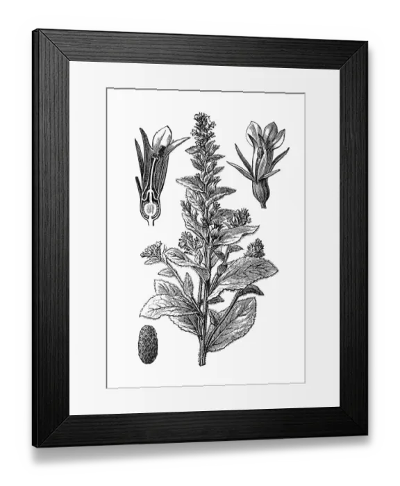 Framed Print : Indian Tobacco or Lobelia inflata or Asthma weed