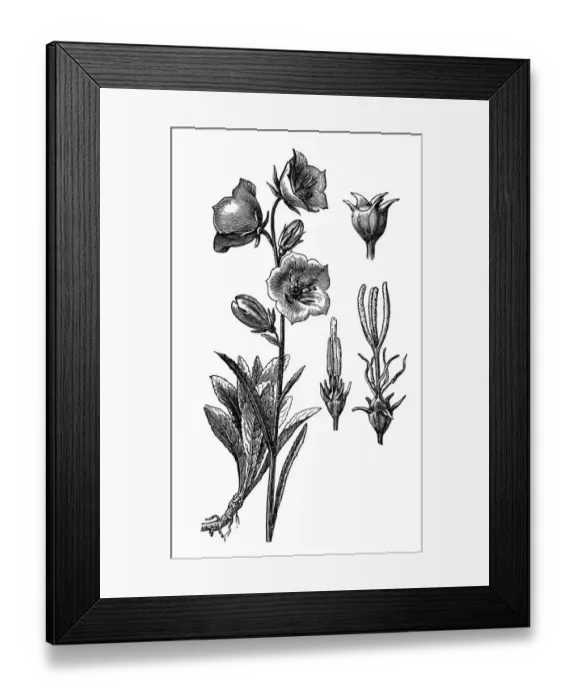 Framed Print : Campanula persicifolia (peach-leaved bellflower) Framed Print : Campanula persicifolia (peach-leaved bellflower)