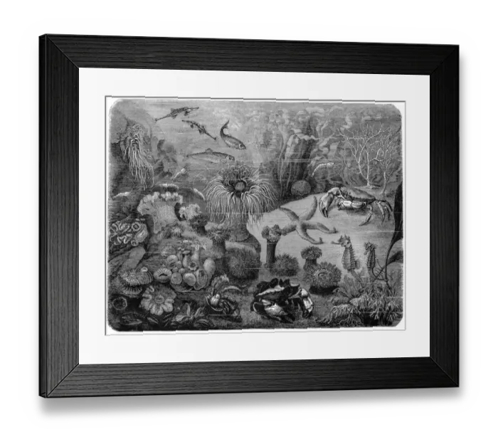 Framed Print : Marine life Framed Print : Marine life