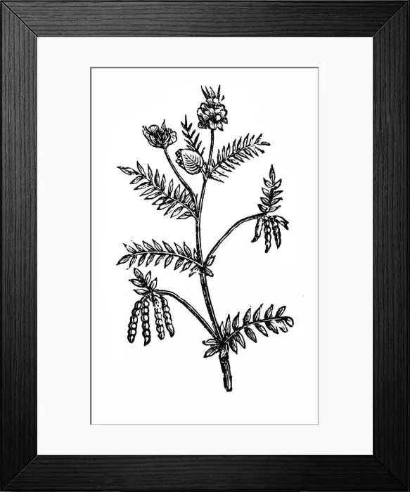 Framed Print : Serradella - Ornithopus sativus Framed Print : Serradella - Ornithopus sativus
