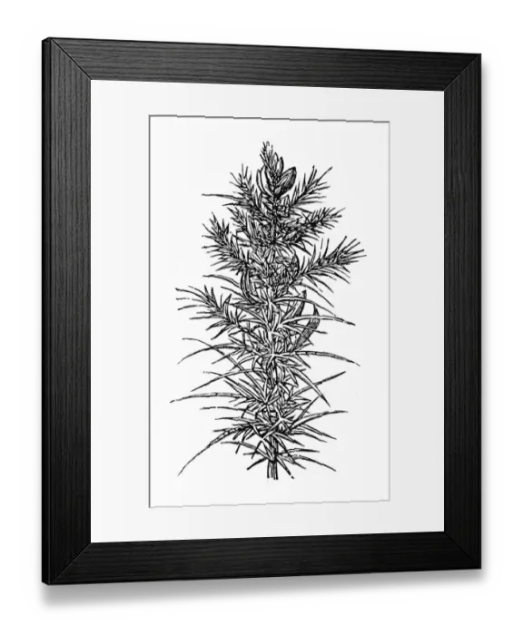 Framed Print : Ulex europaeus (gorse, common gorse, furze) Framed Print : Ulex europaeus (gorse, common gorse, furze)
