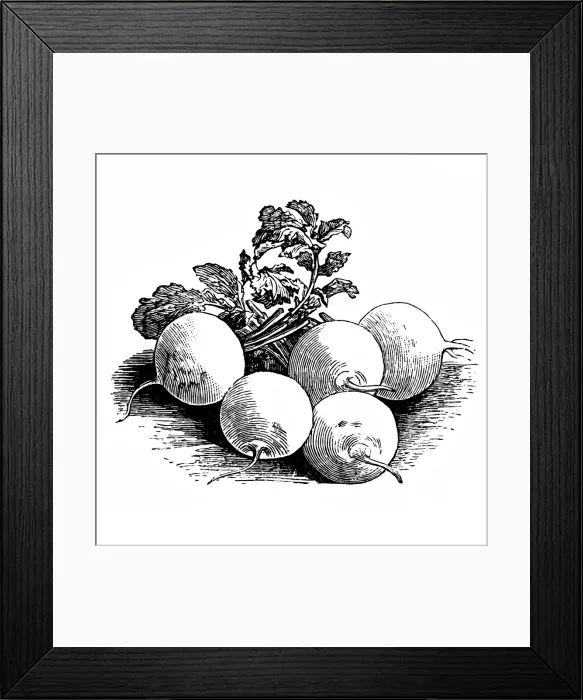 Framed Print : Munich beer radish Framed Print : Munich beer radish