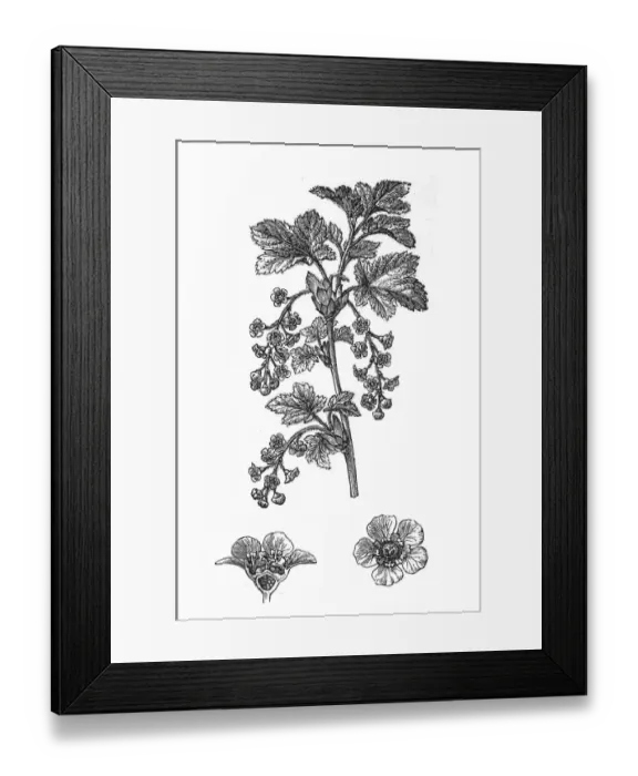 Framed Print : Red currant (Ribes rubrum) Framed Print : Red currant (Ribes rubrum)