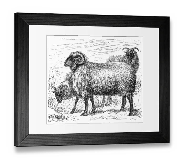 Framed Print : Cigaja sheep Framed Print : Cigaja sheep