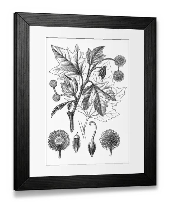 Framed Print : Platanus occidentalis (American sycamore) Framed Print : Platanus occidentalis (American sycamore)