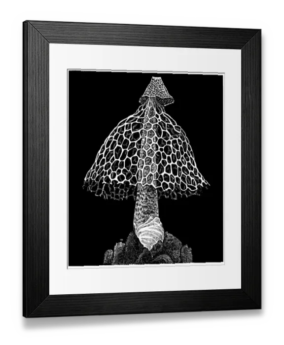 Framed Print : Stinkhorn or stinking morel (Phallus impudicus)