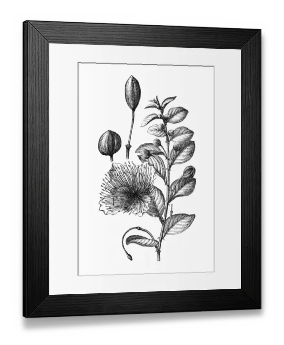 Framed Print : Common caper or Capparis spinosa Framed Print : Common caper or Capparis spinosa