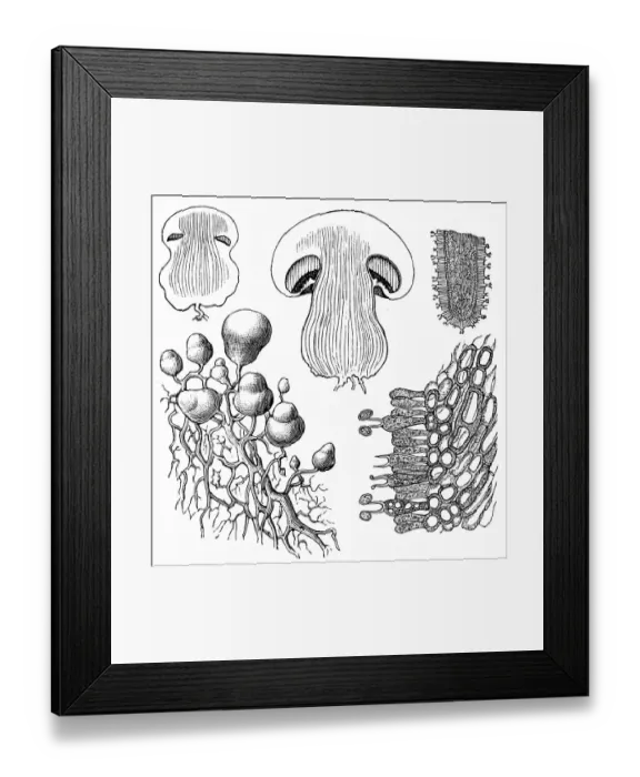 Framed Print : Mushroom achampignona Framed Print : Mushroom achampignona